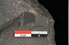 Foto (Detailansicht) von Blechnum sp.  (NHMW-GEO-2024-0188-10530)